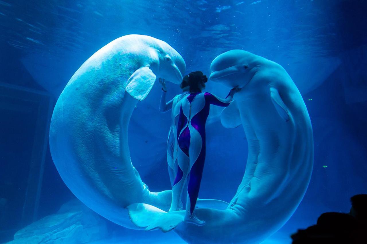 Khách sạn Haichang Ocean Park 5*